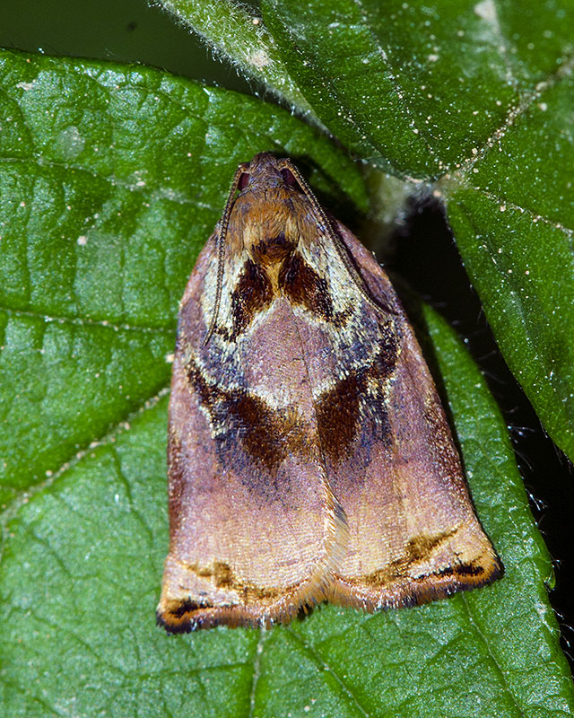 Archips podana - Tortricidae